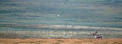 BB 14 0235 / Rangifer tarandus / Rein